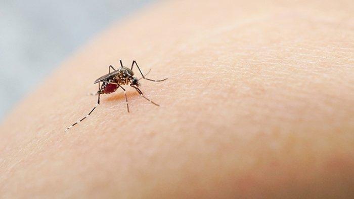 Sudah Dua Bulan Puluhan Warga Pleret Teserang Wabah Cikungunya