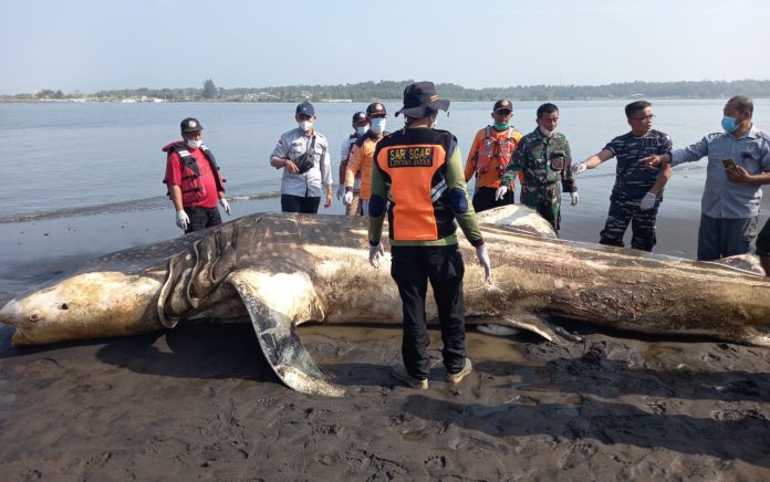 Ikan Hiu Tutul Terdampar di Muara Sungai Bogowonto Kulonprogo, Berat Ikan Ditaksir 2 Hingga 3 Ton