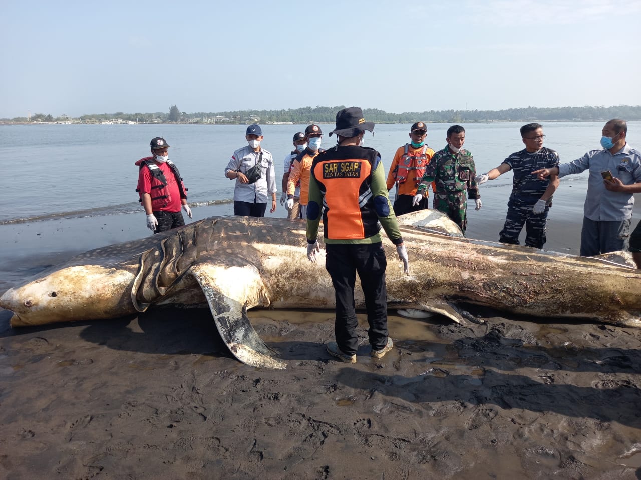 Ikan Hiu Tutul Terdampar di Muara Sungai Bogowonto Kulonprogo, Berat Ikan Ditaksir 2 Hingga 3 Ton