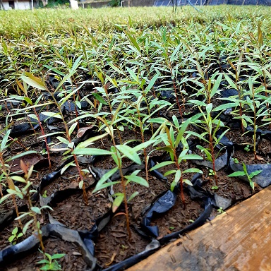 Catat, Ini Dia 7 Cara Merawat Tanaman Agar Tumbuh Subur