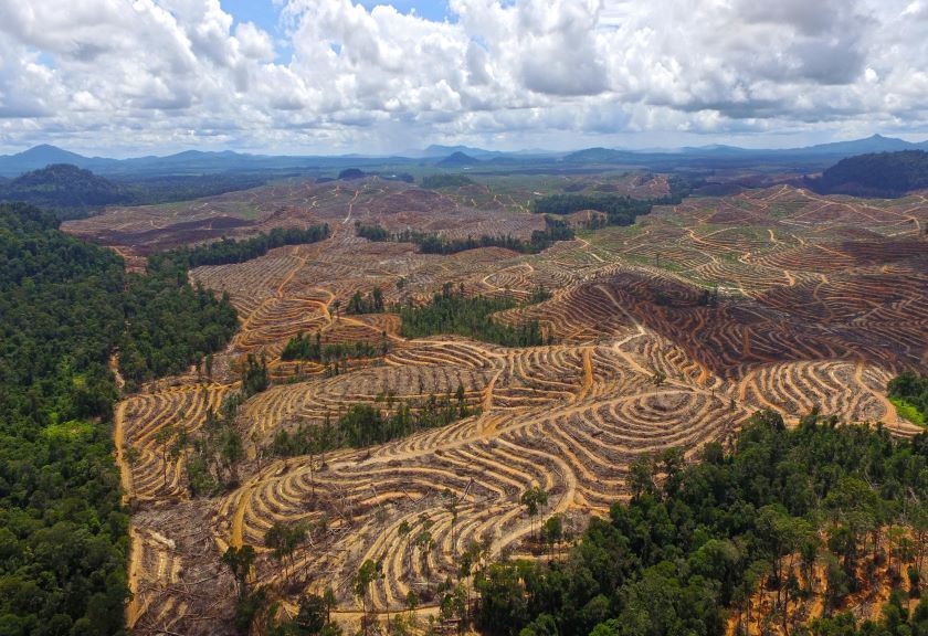 Bantah Klaim Deforestasinya Mahfud MD, Ini Kata Menteri LHK